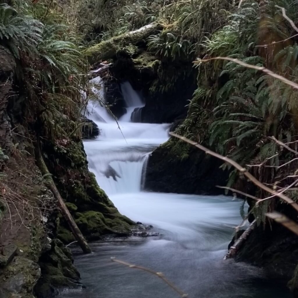 A waterfall in the Quinault rainforest of Washington State.