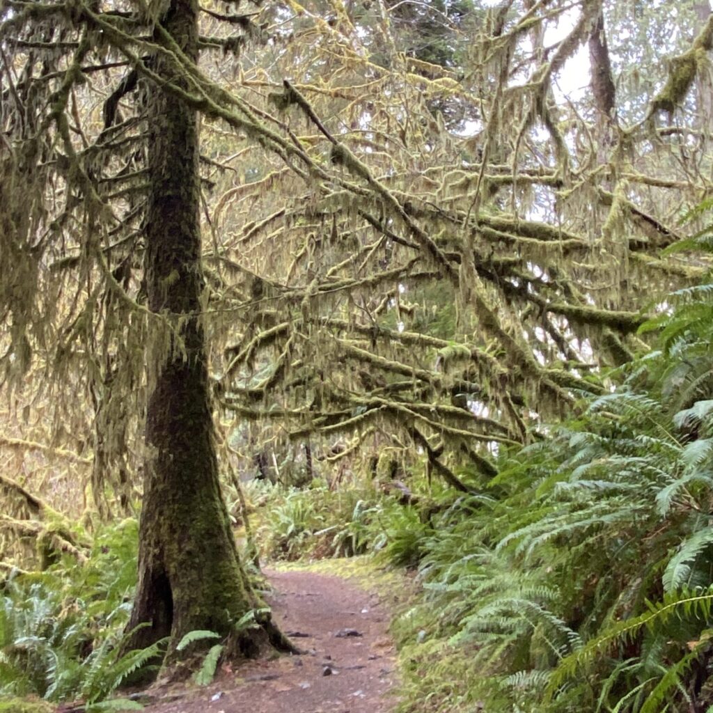 Mossy trees on a trail in the rainforest. Washington State